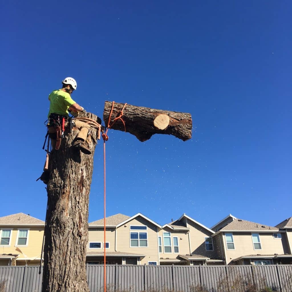 A employee cutting down a tree
