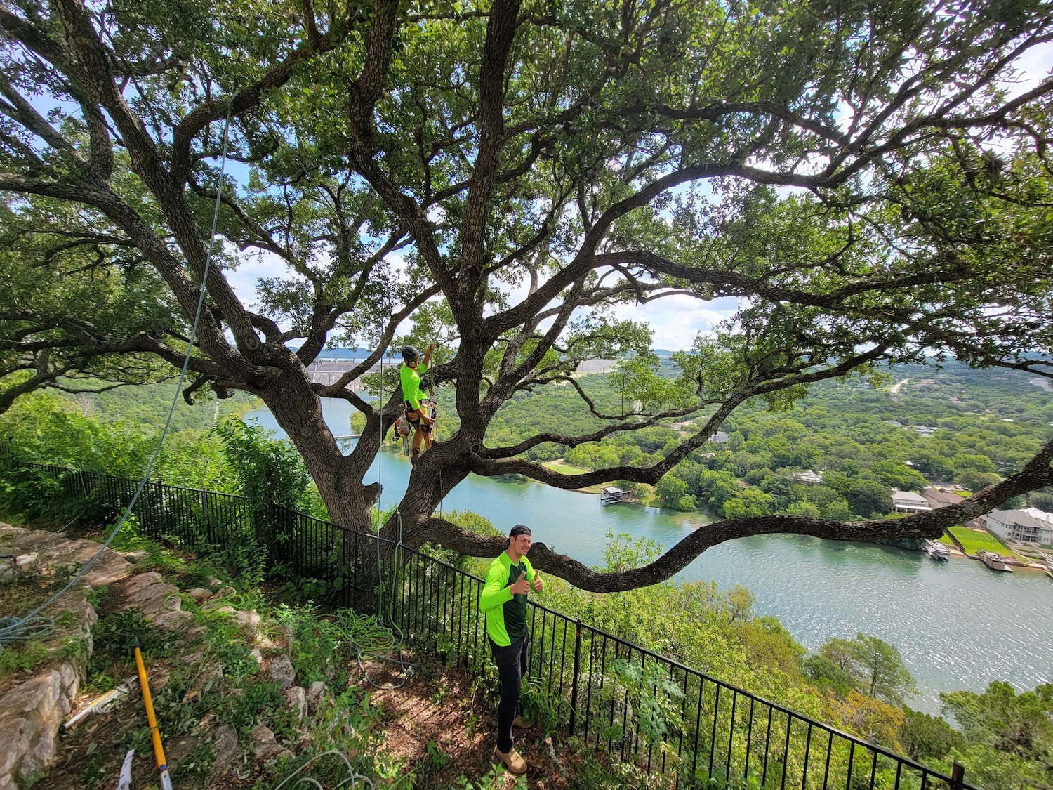 Read more about the article Tree Pruning