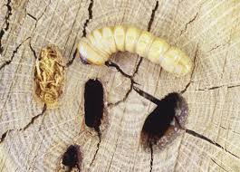 Read more about the article Flat-Headed Borers