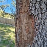 The Death of Urban Trees