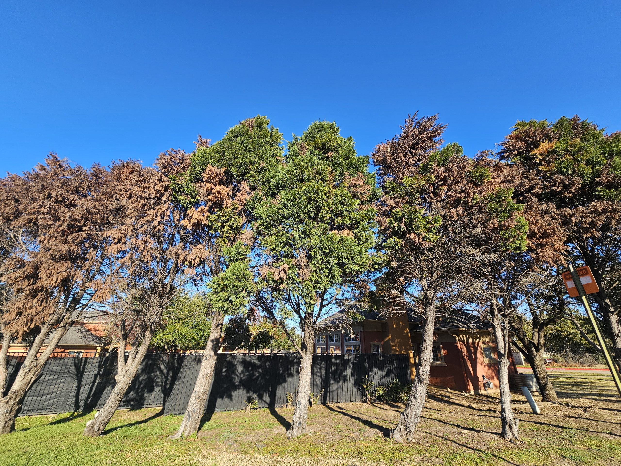 Read more about the article Protecting Austin’s Urban Forest: The Case Against Leyland Cypress
