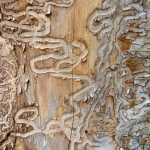 Combatting Wood-Boring Beetles in Central Texas: A Guide to Prevention and Treatment
