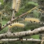 Tree PSA: Unwanted Web Designers – Fall Webworms Have Arrived