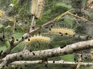 Read more about the article Tree PSA: Unwanted Web Designers – Fall Webworms Have Arrived