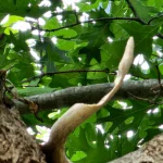 Prevent Squirrel Damage to Your Trees: Don’t Let Them Gnaw What’s Up