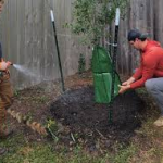 What Tree Species Thrive in Heat: Trees That Handle Sun, Soil, and Summer Stress