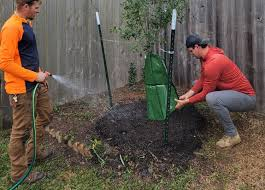 Read more about the article What Tree Species Thrive in Heat: Trees That Handle Sun, Soil, and Summer Stress